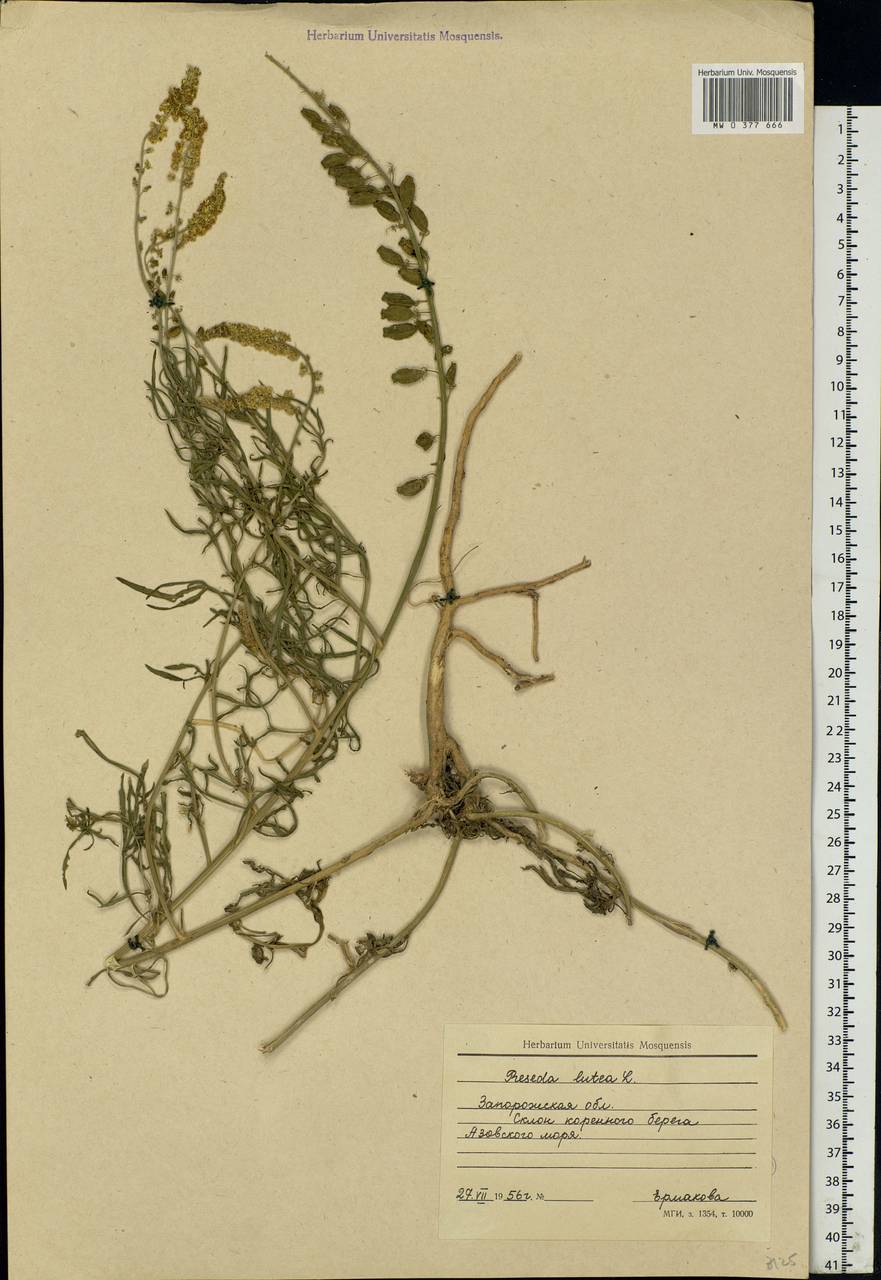 Reseda lutea L., Eastern Europe, South Ukrainian region (E12) (Ukraine)