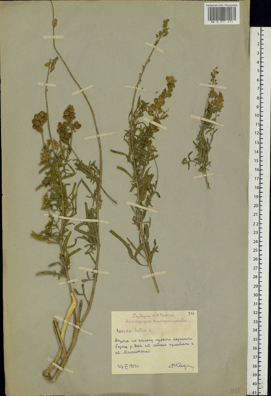 Reseda lutea L., Eastern Europe, Rostov Oblast (E12a) (Russia)