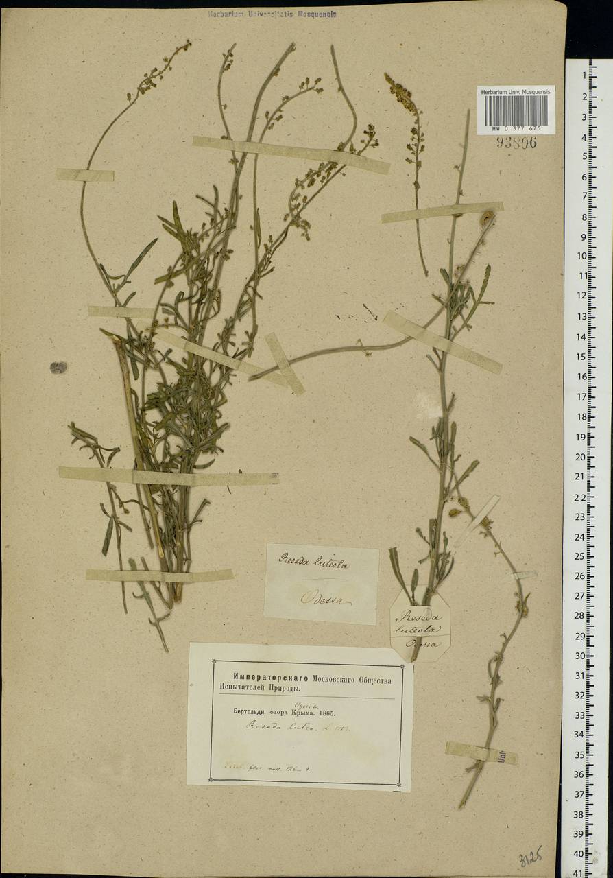 Reseda lutea L., Eastern Europe, South Ukrainian region (E12) (Ukraine)