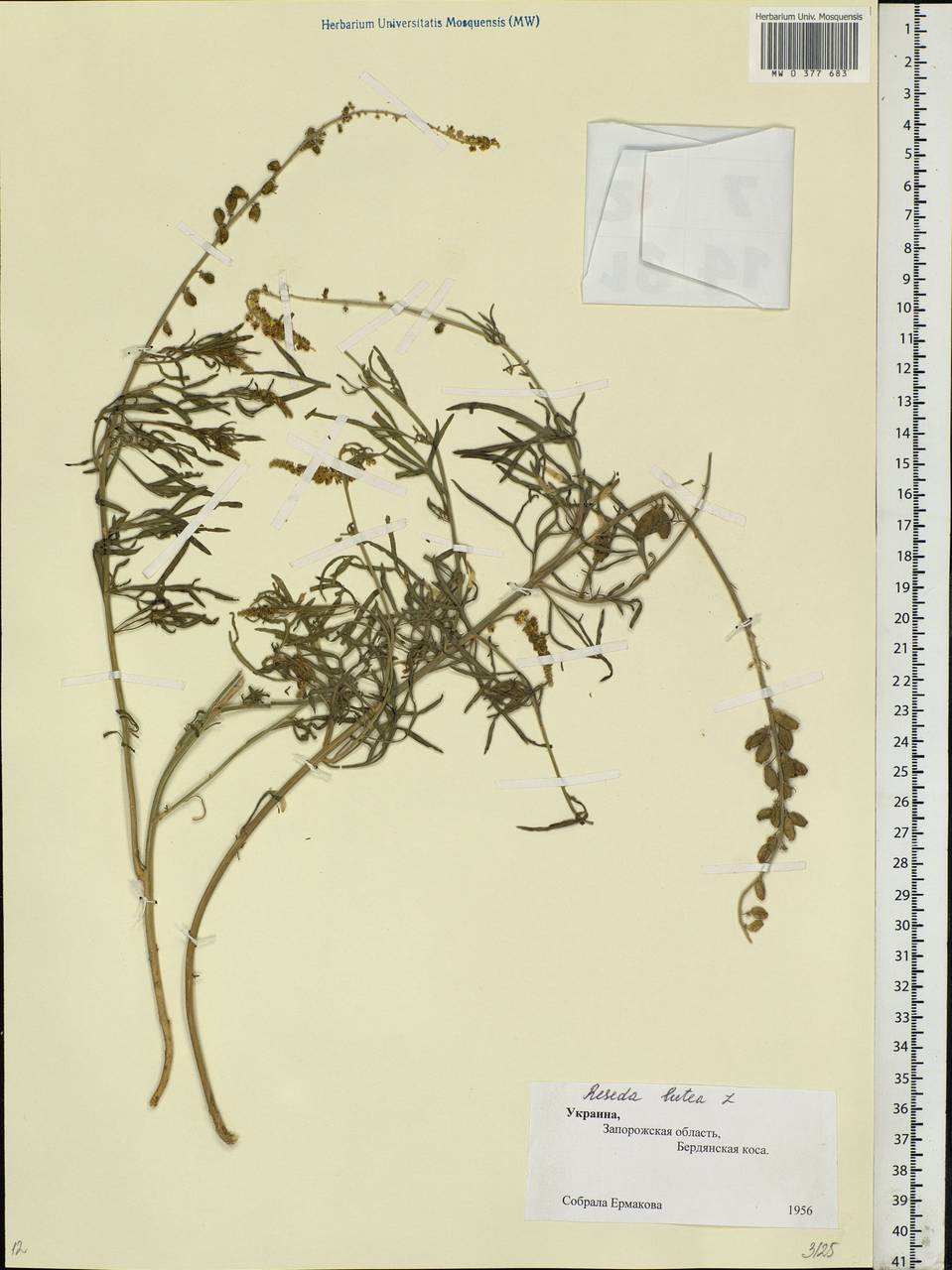 Reseda lutea L., Eastern Europe, South Ukrainian region (E12) (Ukraine)