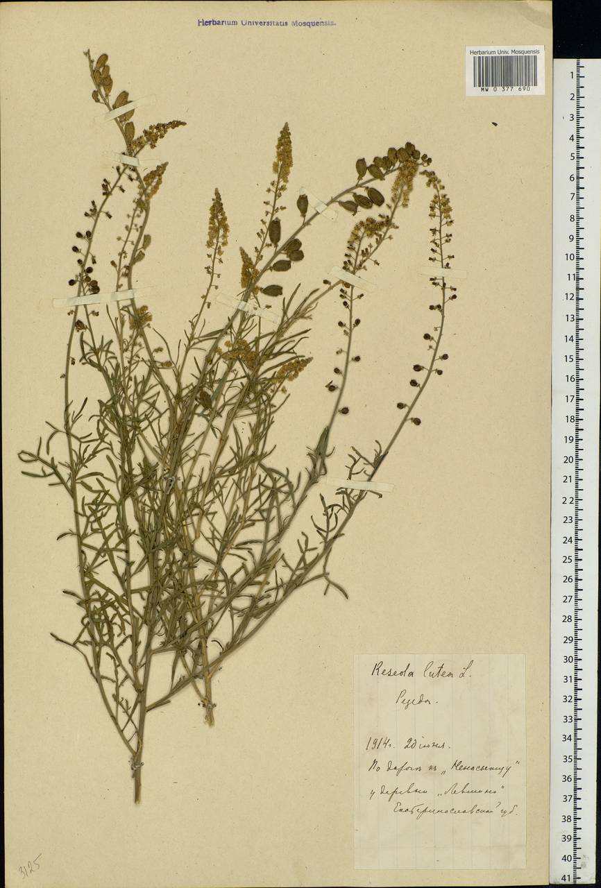 Reseda lutea L., Eastern Europe, South Ukrainian region (E12) (Ukraine)