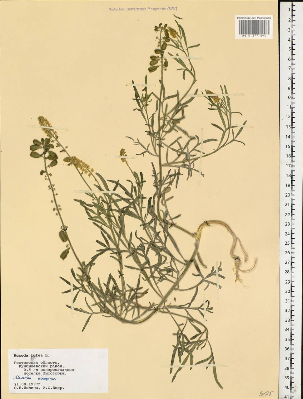 Reseda lutea L., Eastern Europe, Rostov Oblast (E12a) (Russia)