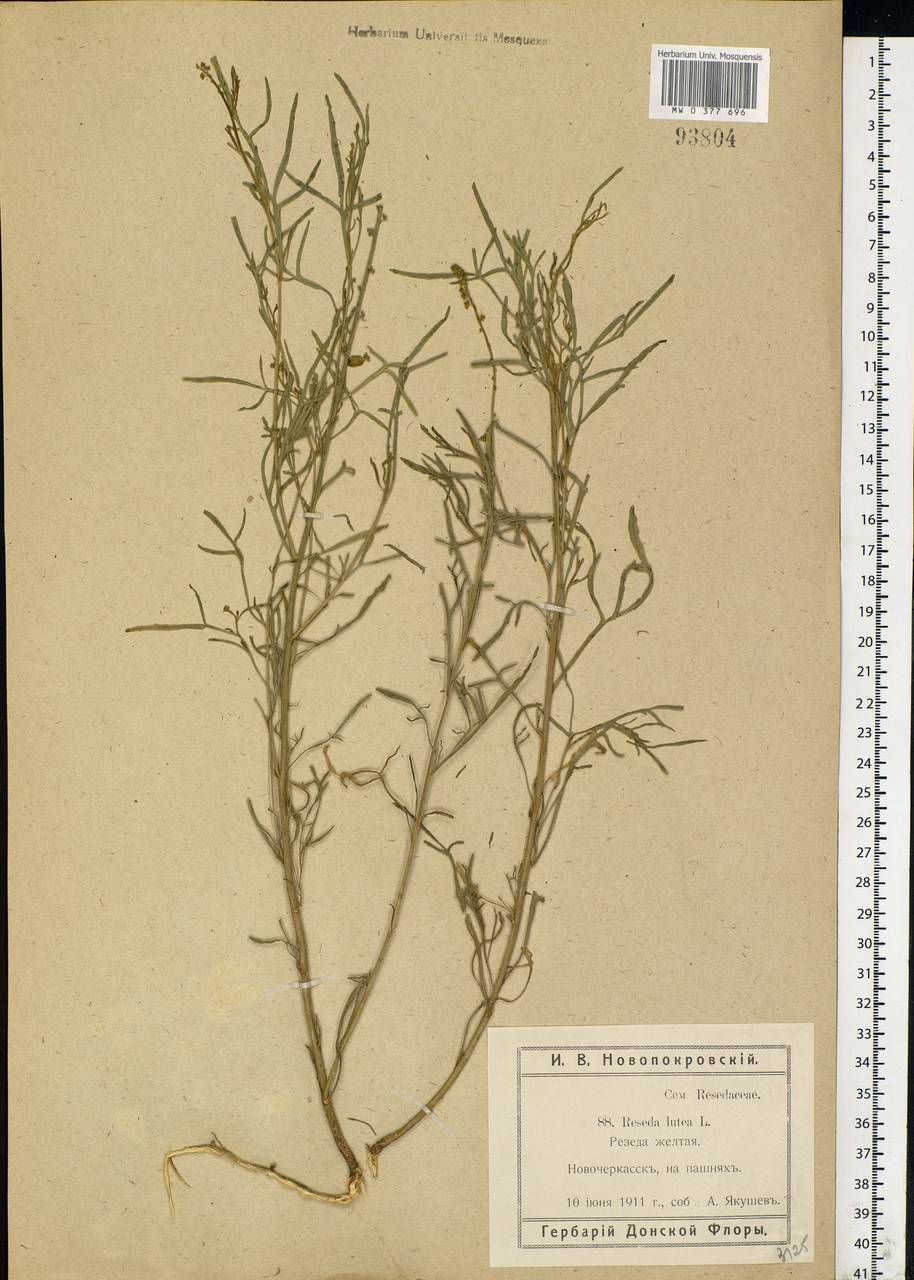 Reseda lutea L., Eastern Europe, Rostov Oblast (E12a) (Russia)