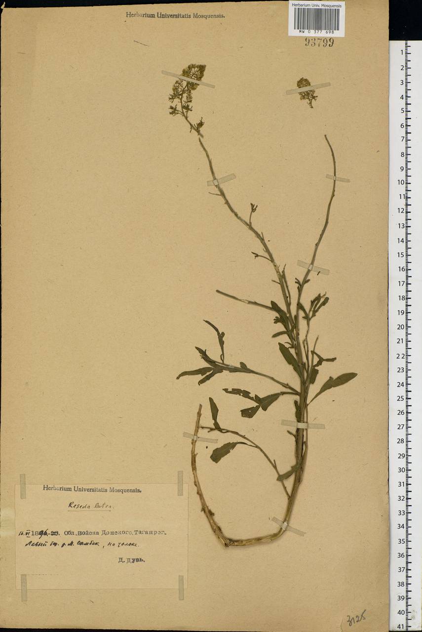 Reseda lutea L., Eastern Europe, Rostov Oblast (E12a) (Russia)