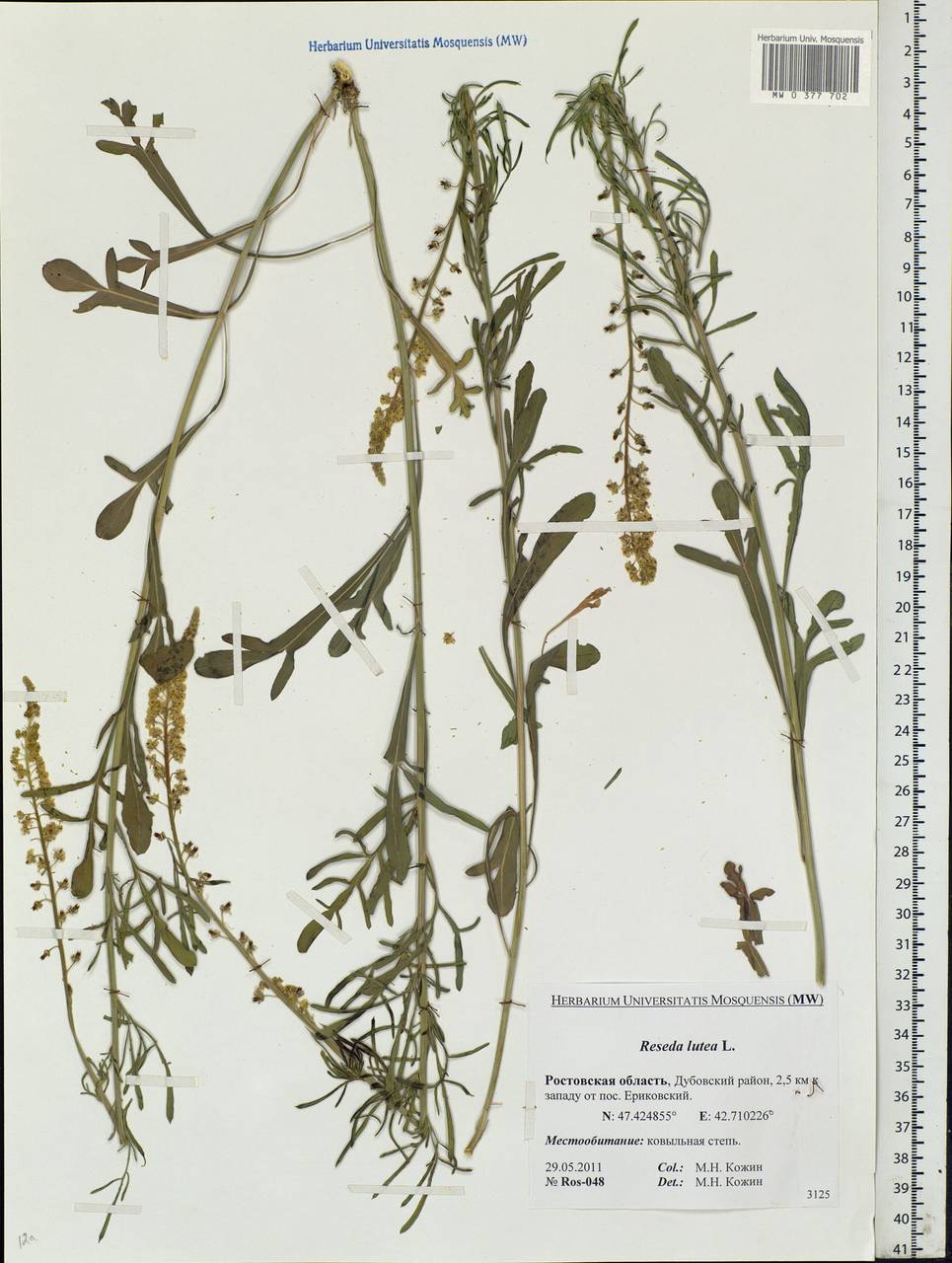 Reseda lutea L., Eastern Europe, Rostov Oblast (E12a) (Russia)