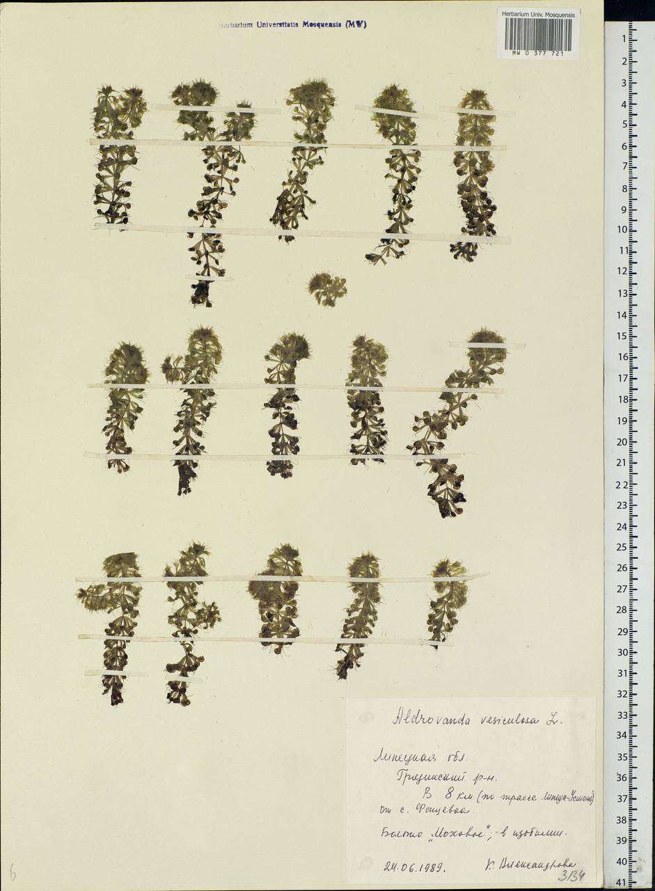 Aldrovanda vesiculosa L., Eastern Europe, Central forest-and-steppe region (E6) (Russia)