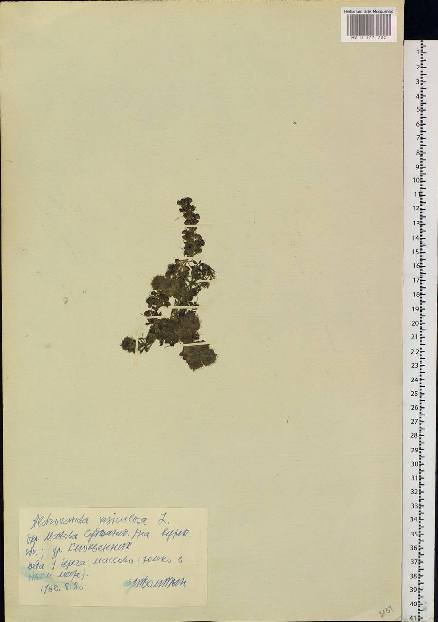 Aldrovanda vesiculosa L., Eastern Europe, Central forest-and-steppe region (E6) (Russia)