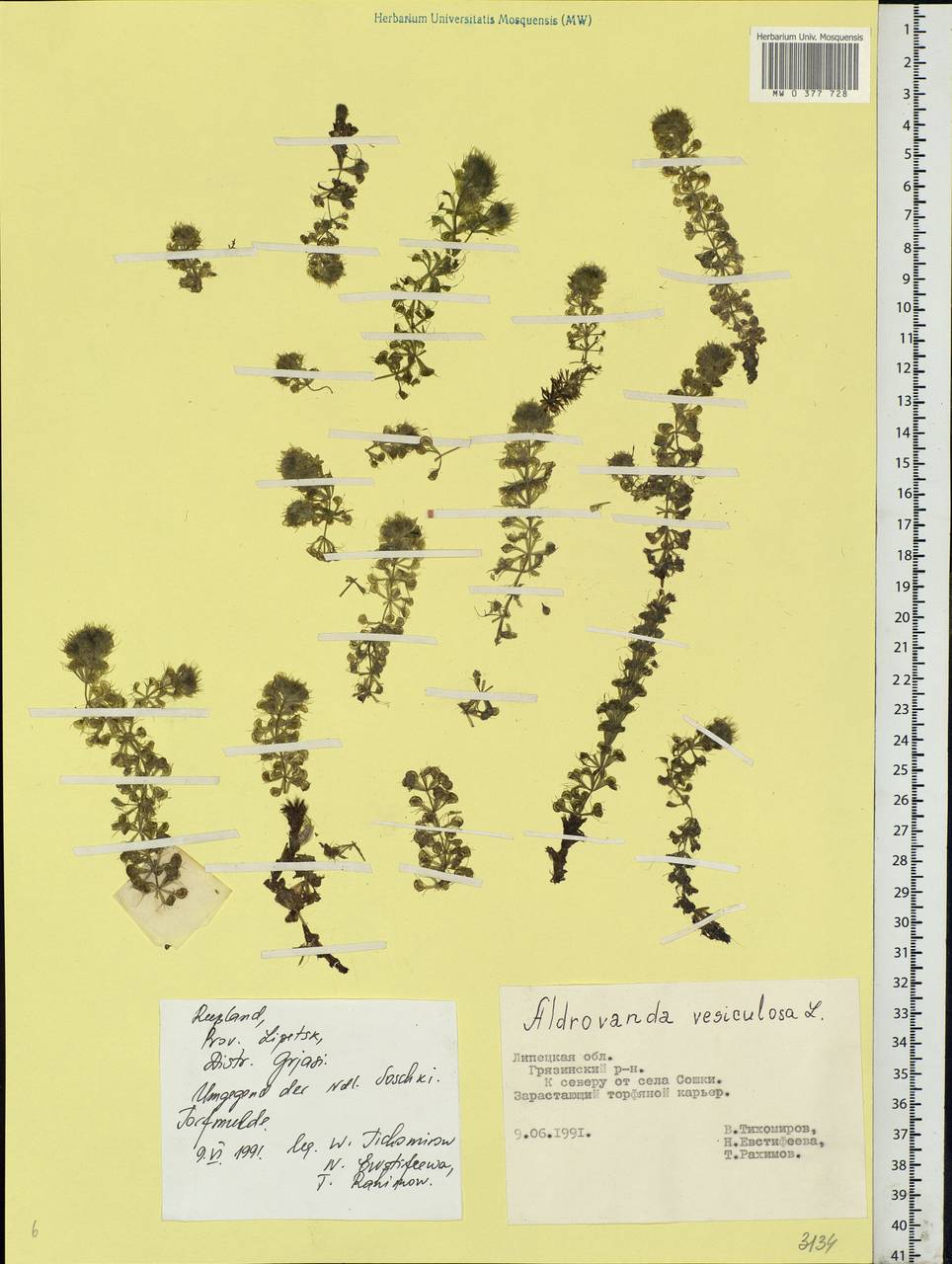 Aldrovanda vesiculosa L., Eastern Europe, Central forest-and-steppe region (E6) (Russia)