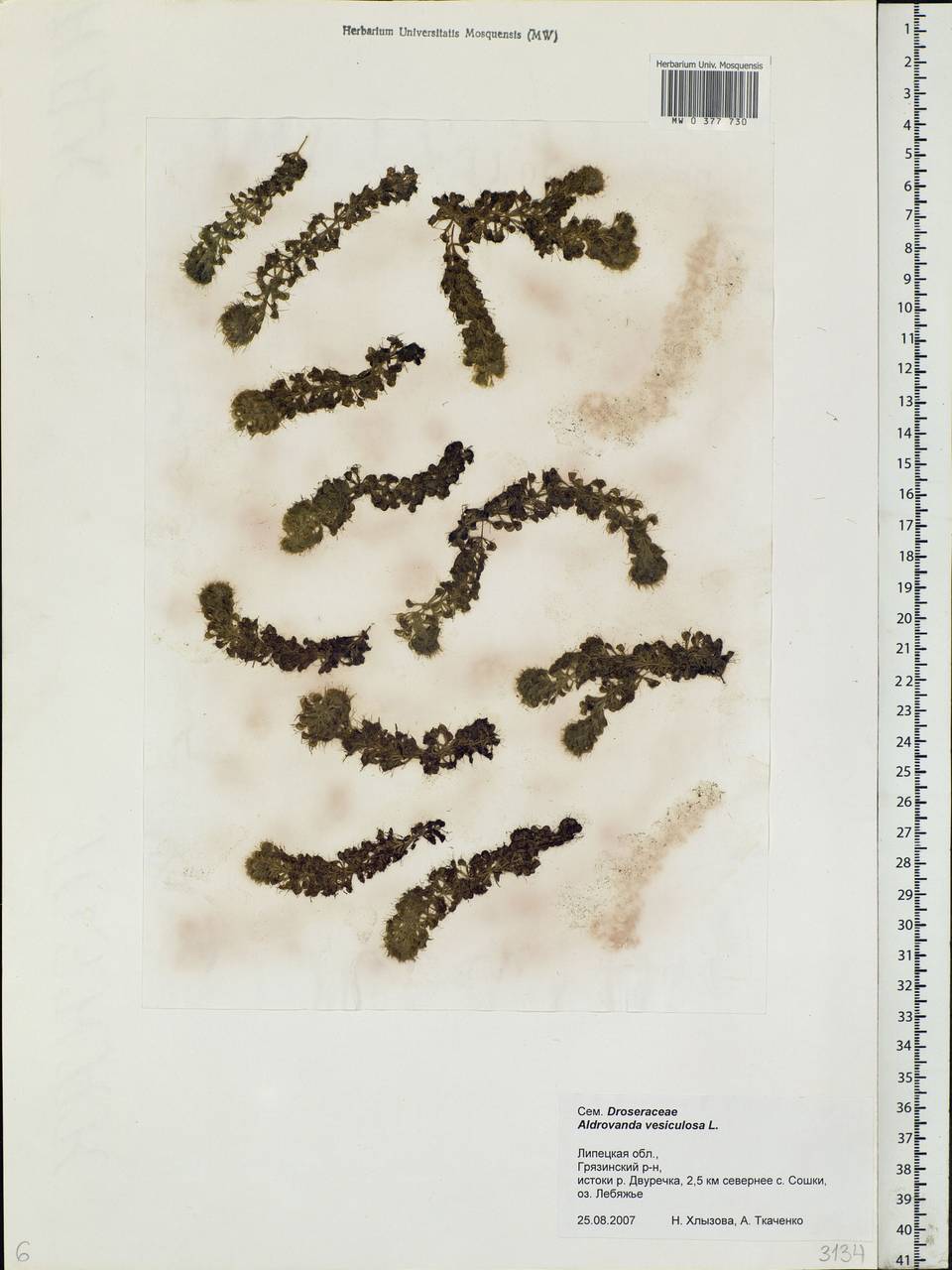 Aldrovanda vesiculosa L., Eastern Europe, Central forest-and-steppe region (E6) (Russia)