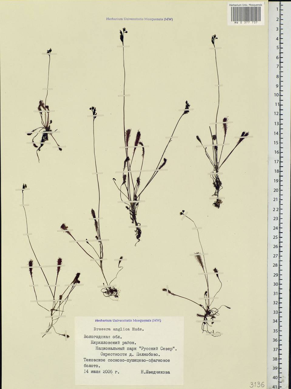 Drosera × anglica Huds., Eastern Europe, Northern region (E1) (Russia)