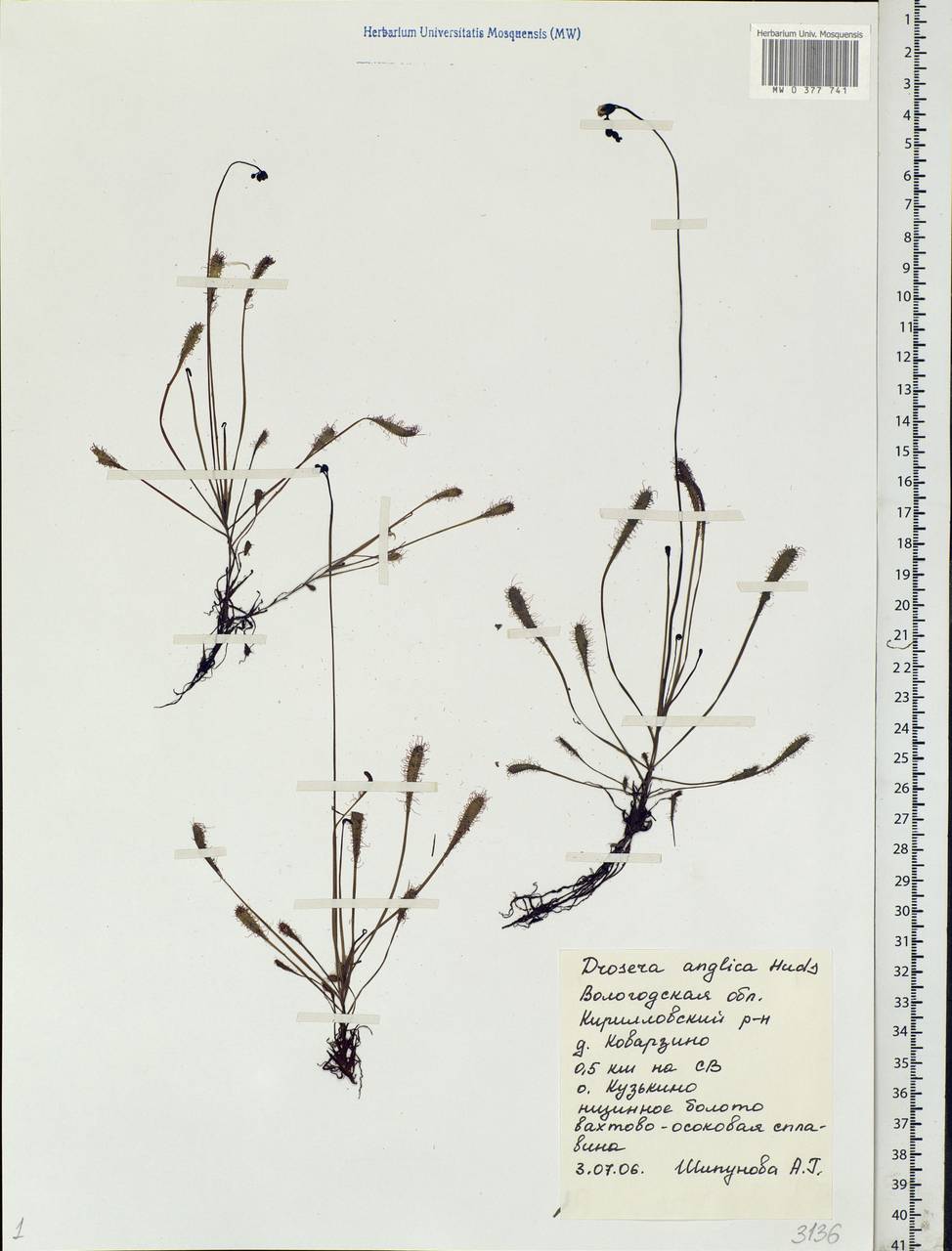 Drosera × anglica Huds., Eastern Europe, Northern region (E1) (Russia)