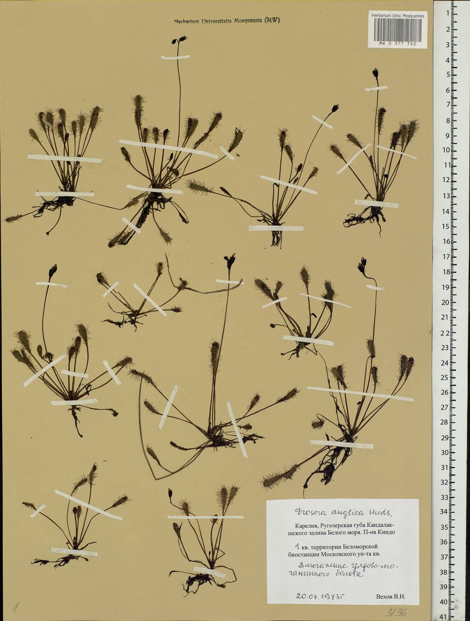 Drosera × anglica Huds., Eastern Europe, Northern region (E1) (Russia)