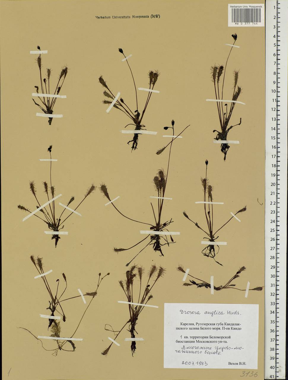 Drosera × anglica Huds., Eastern Europe, Northern region (E1) (Russia)