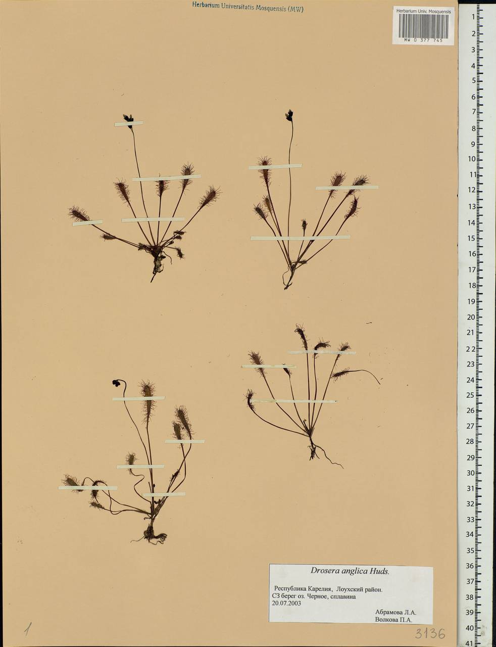 Drosera × anglica Huds., Eastern Europe, Northern region (E1) (Russia)
