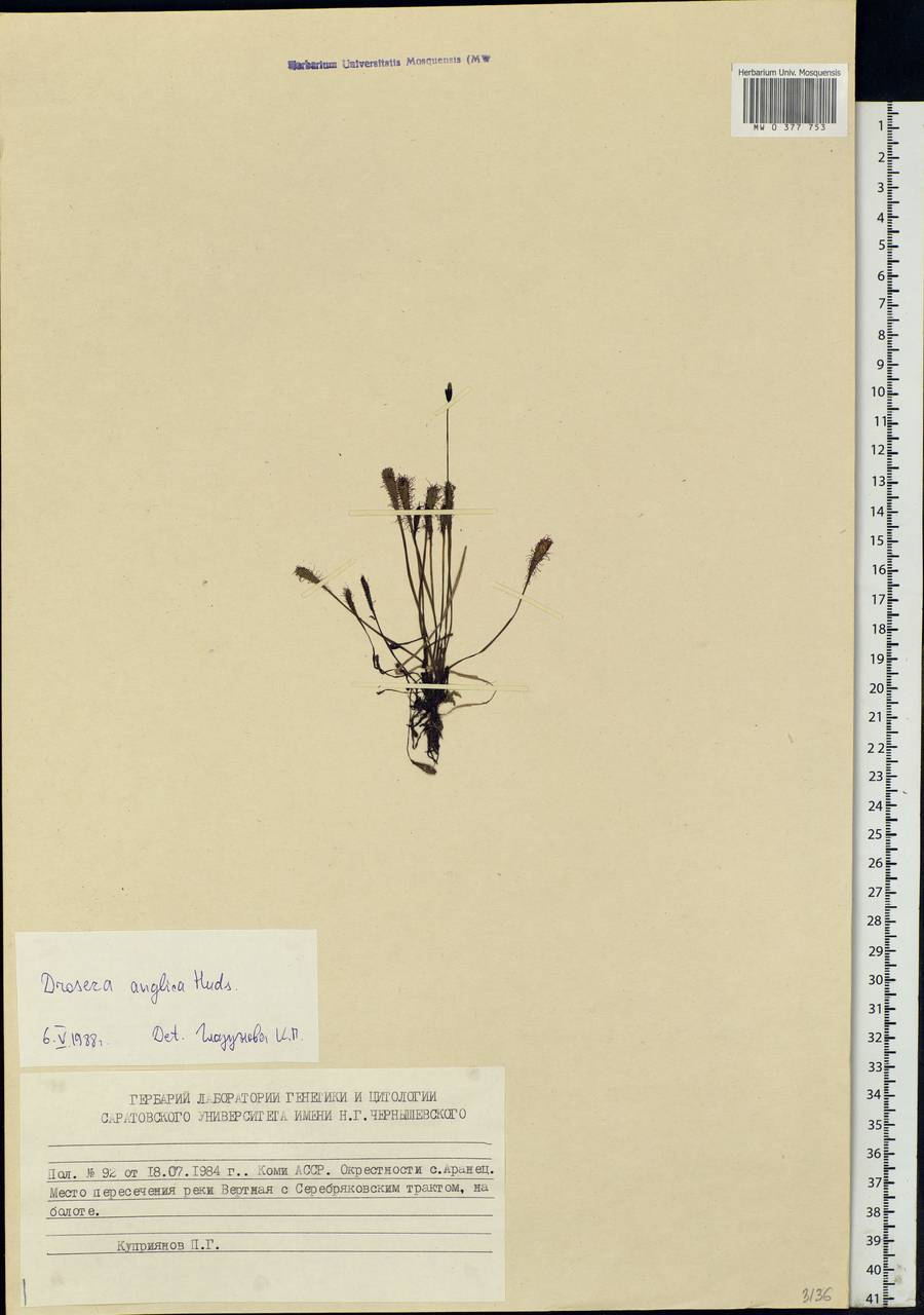 Drosera × anglica Huds., Eastern Europe, Northern region (E1) (Russia)