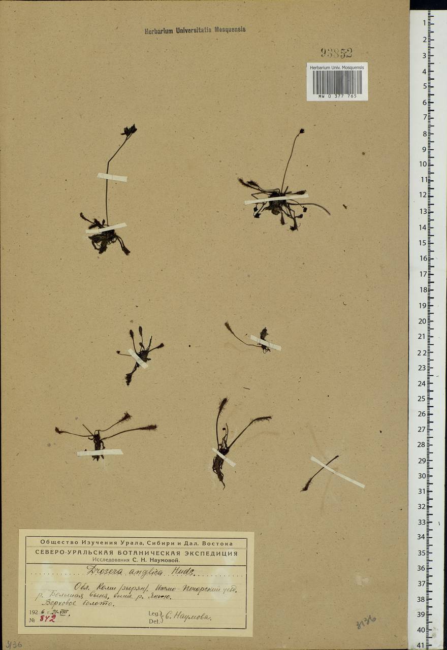 Drosera × anglica Huds., Eastern Europe, Northern region (E1) (Russia)