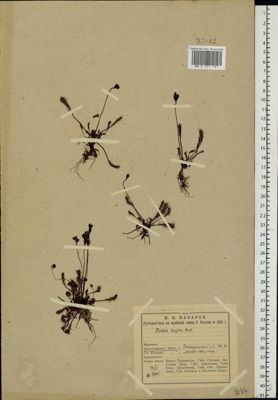 Drosera × anglica Huds., Eastern Europe, Northern region (E1) (Russia)