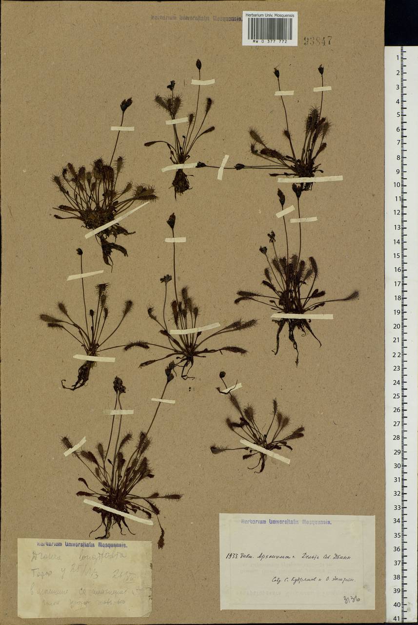 Drosera × anglica Huds., Eastern Europe, Northern region (E1) (Russia)