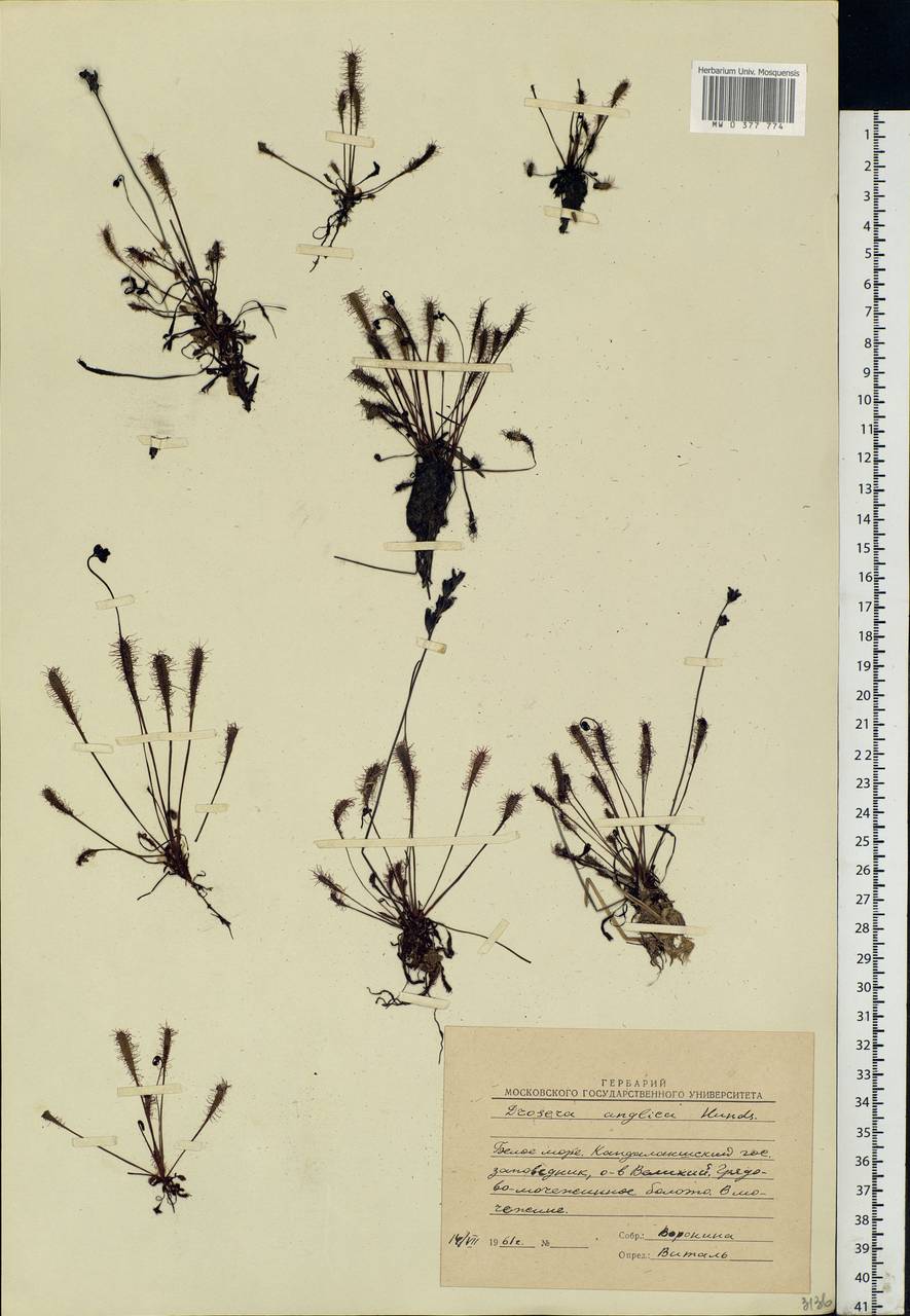 Drosera × anglica Huds., Eastern Europe, Northern region (E1) (Russia)