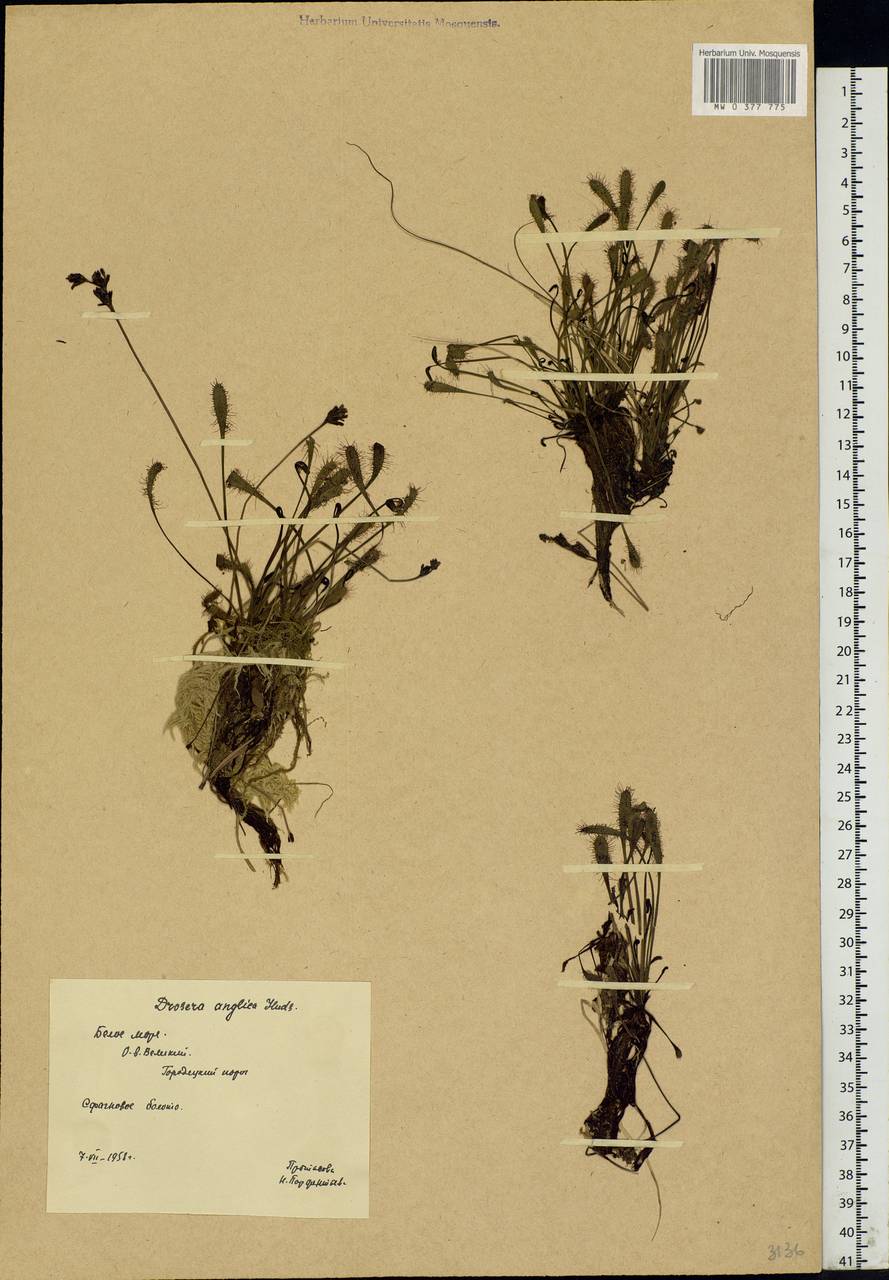 Drosera ×anglica Huds., Eastern Europe, Northern region (E1) (Russia)