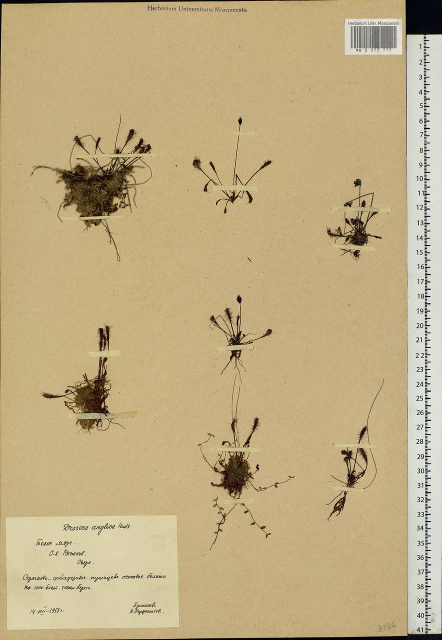 Drosera × anglica Huds., Eastern Europe, Northern region (E1) (Russia)