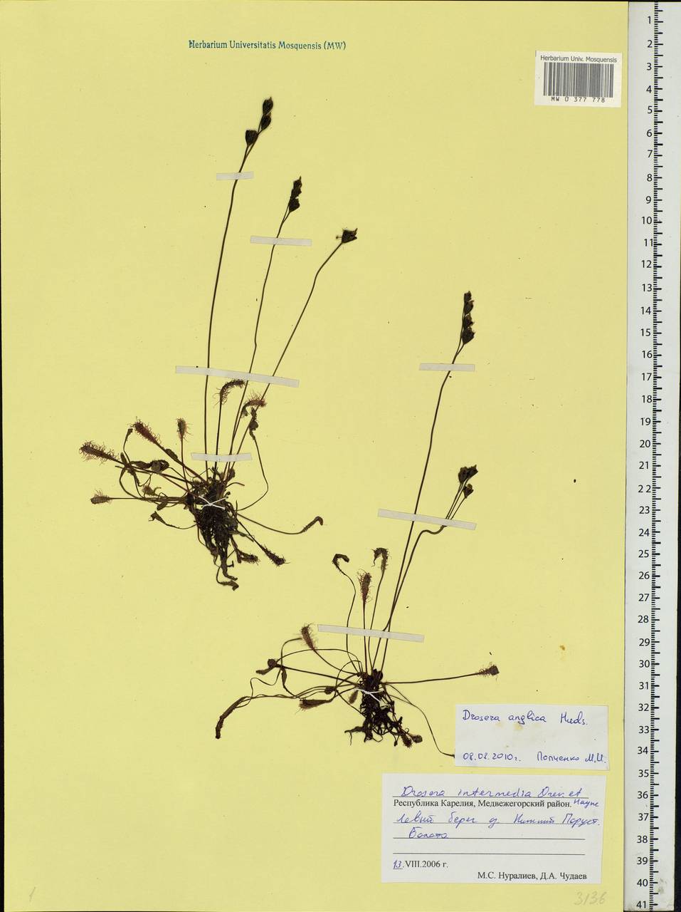 Drosera × anglica Huds., Eastern Europe, Northern region (E1) (Russia)