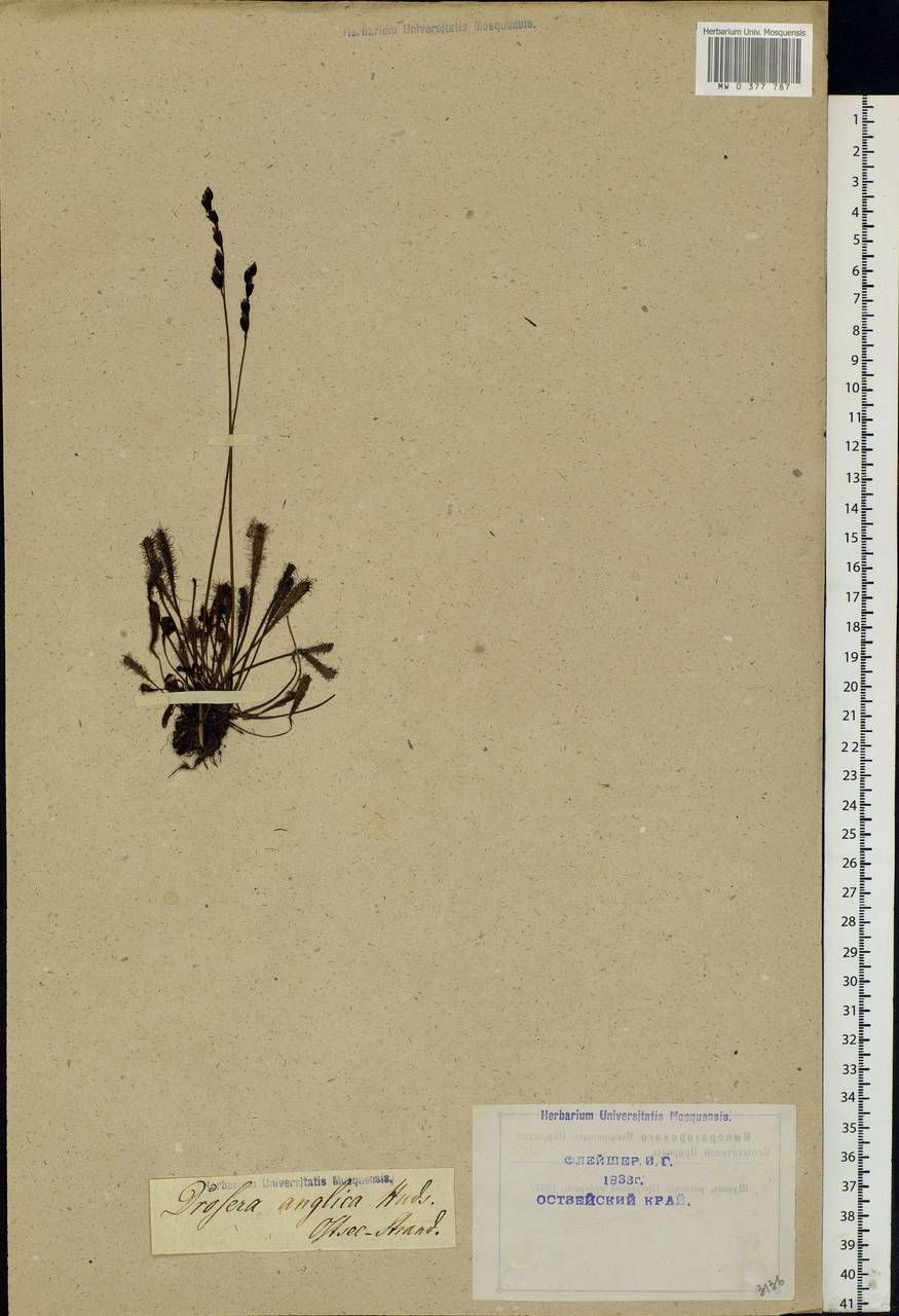 Drosera × anglica Huds., Eastern Europe, Latvia (E2b) (Latvia)
