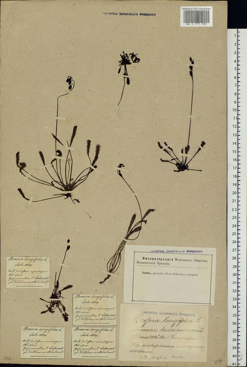 Drosera × anglica Huds., Eastern Europe, Latvia (E2b) (Latvia)