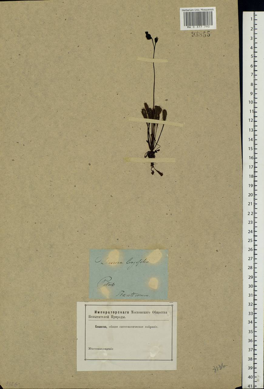 Drosera × anglica Huds., Eastern Europe, North-Western region (E2) (Russia)