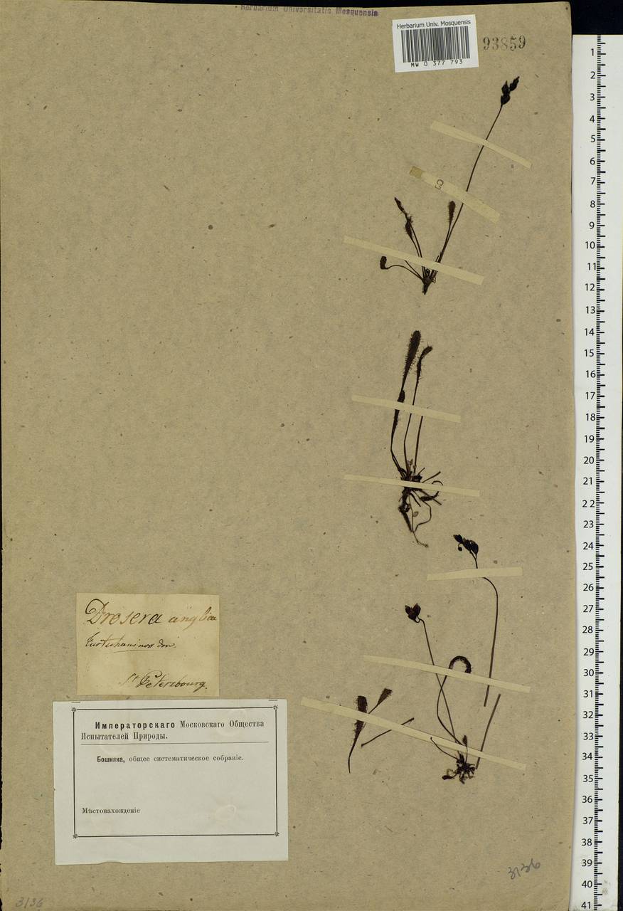 Drosera × anglica Huds., Eastern Europe, North-Western region (E2) (Russia)