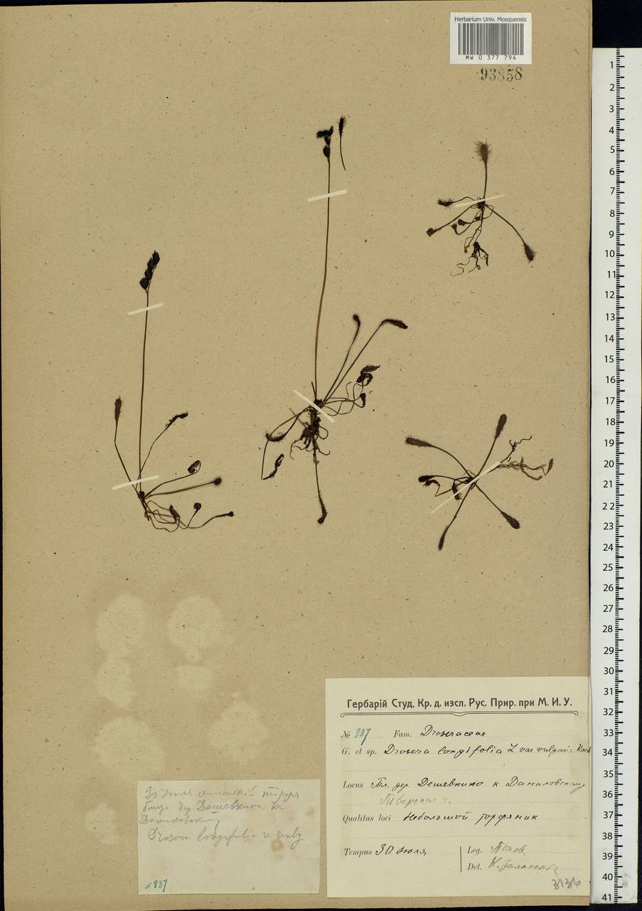 Drosera ×anglica Huds., Eastern Europe, North-Western region (E2) (Russia)