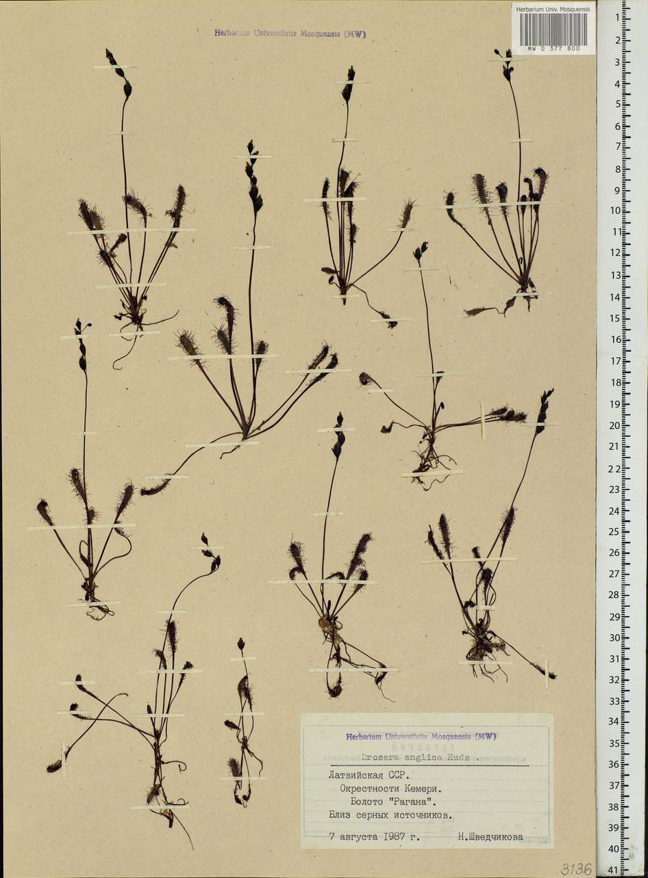 Drosera ×anglica Huds., Eastern Europe, Latvia (E2b) (Latvia)