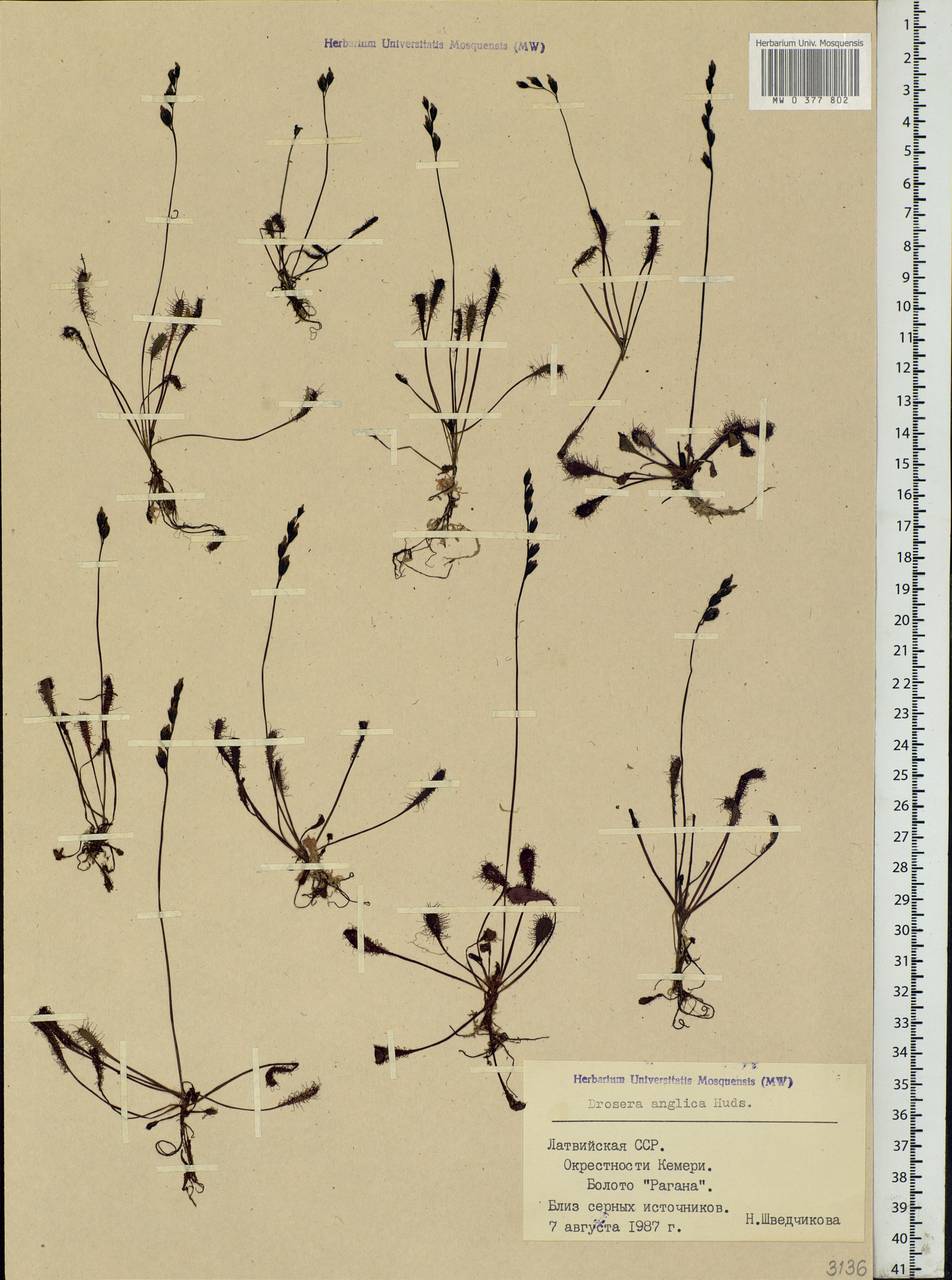 Drosera × anglica Huds., Eastern Europe, Latvia (E2b) (Latvia)