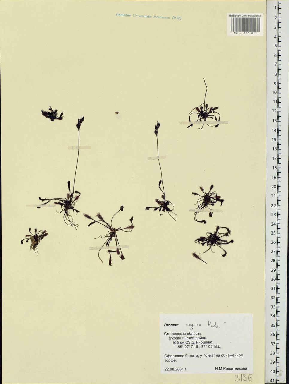 Drosera × anglica Huds., Eastern Europe, Western region (E3) (Russia)