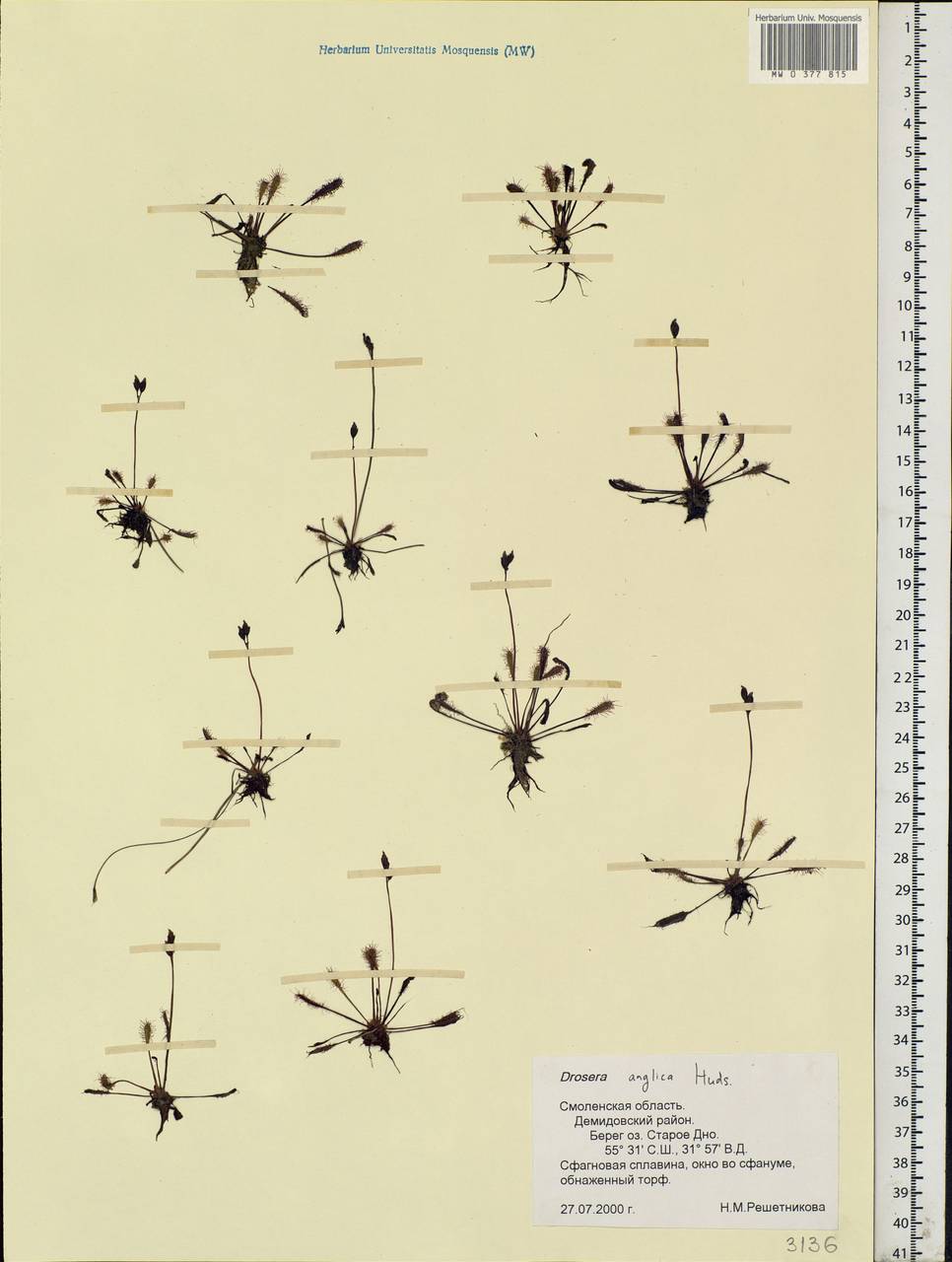 Drosera × anglica Huds., Eastern Europe, Western region (E3) (Russia)