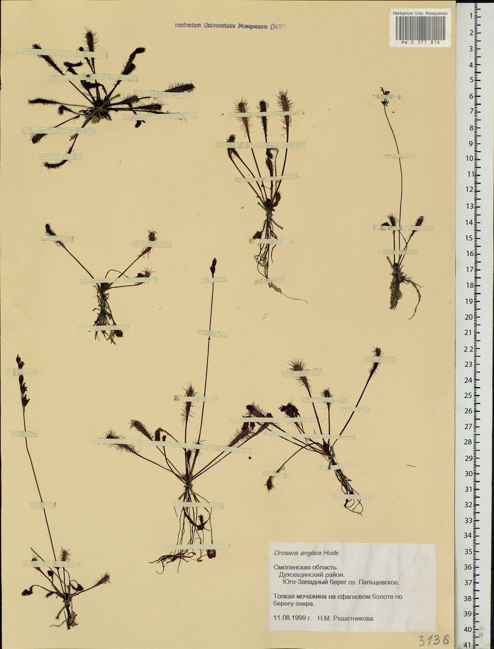 Drosera × anglica Huds., Eastern Europe, Western region (E3) (Russia)