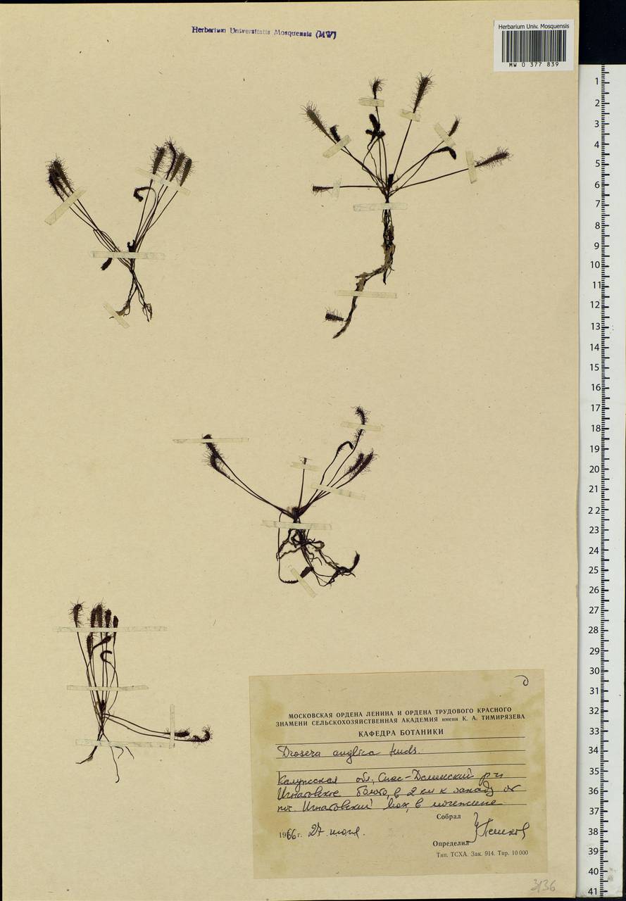 Drosera × anglica Huds., Eastern Europe, Central region (E4) (Russia)