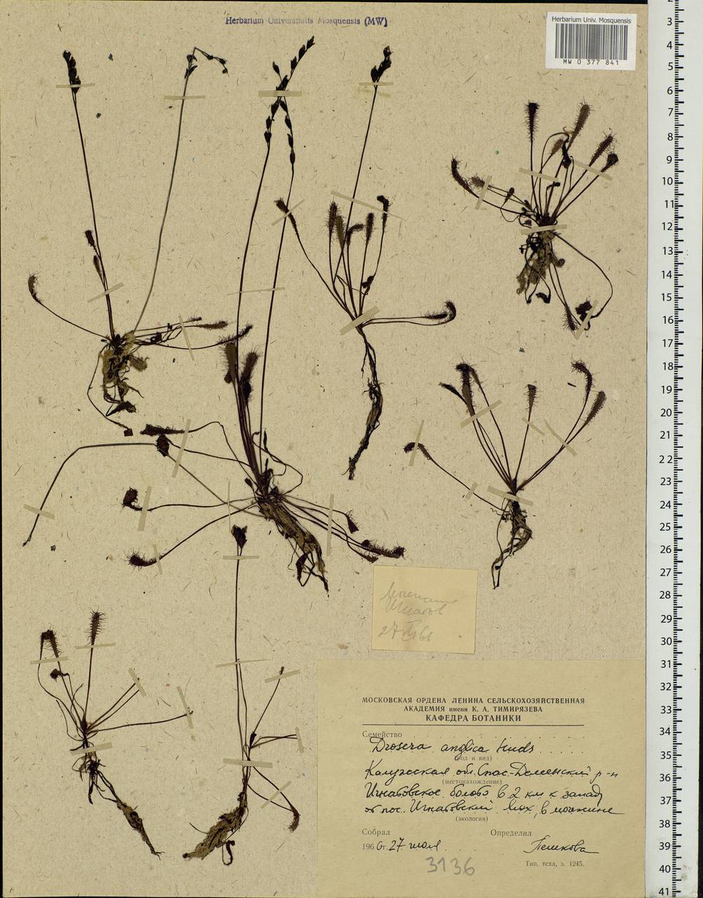 Drosera × anglica Huds., Eastern Europe, Central region (E4) (Russia)