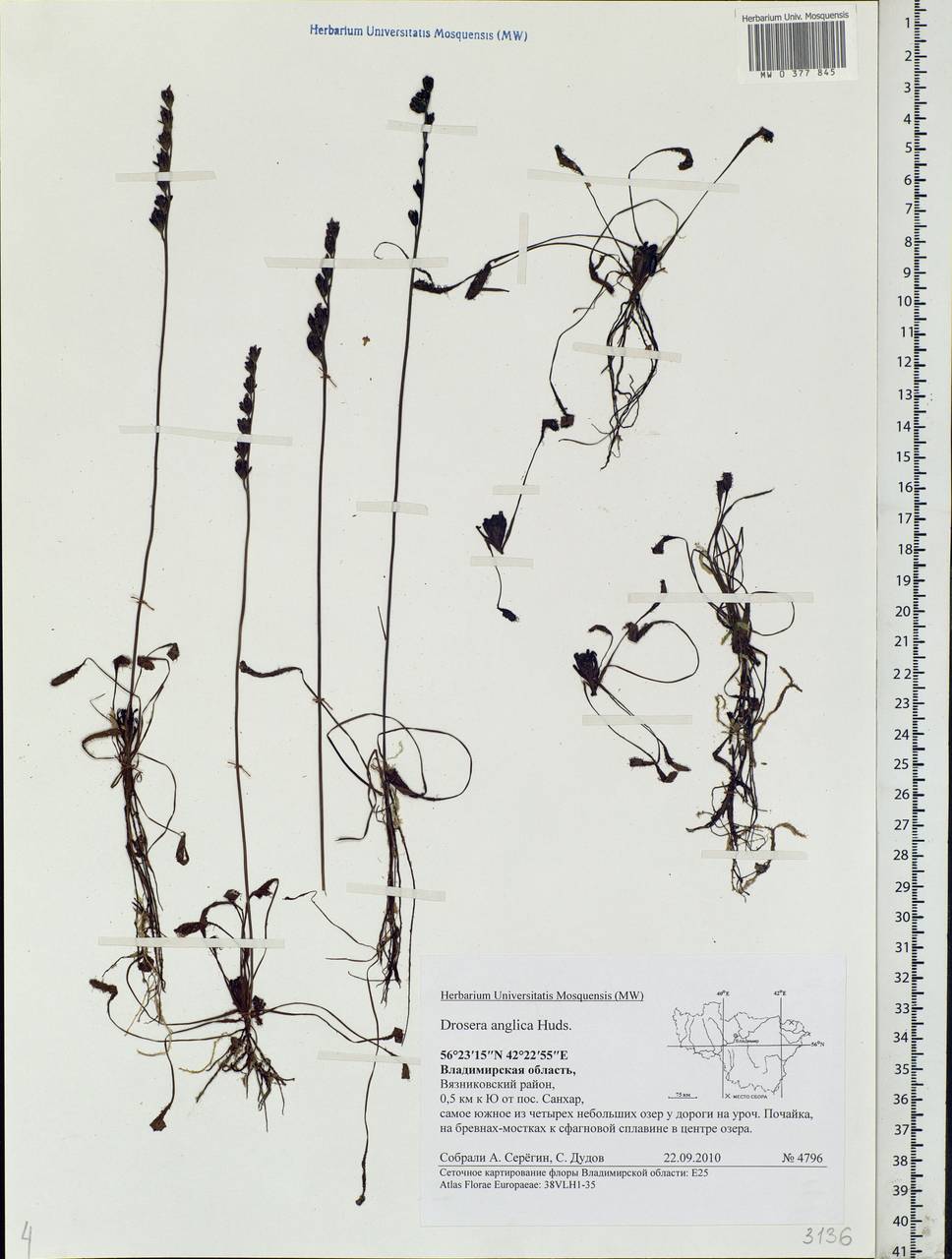 Drosera × anglica Huds., Eastern Europe, Central region (E4) (Russia)