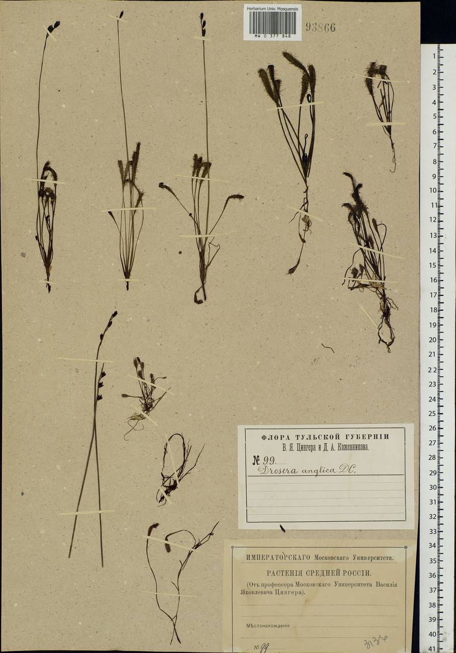Drosera × anglica Huds., Eastern Europe, Central region (E4) (Russia)