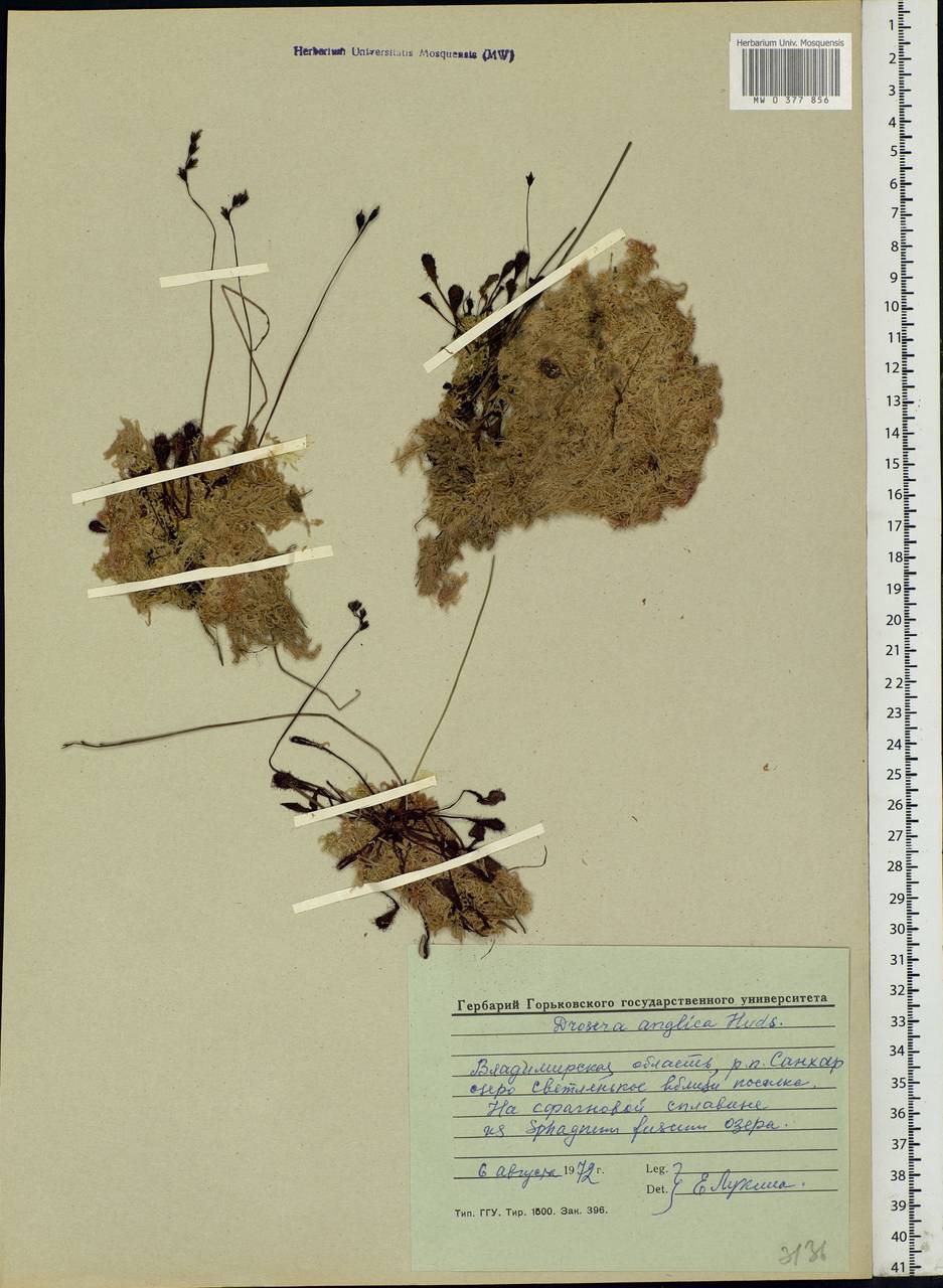 Drosera × anglica Huds., Eastern Europe, Central region (E4) (Russia)