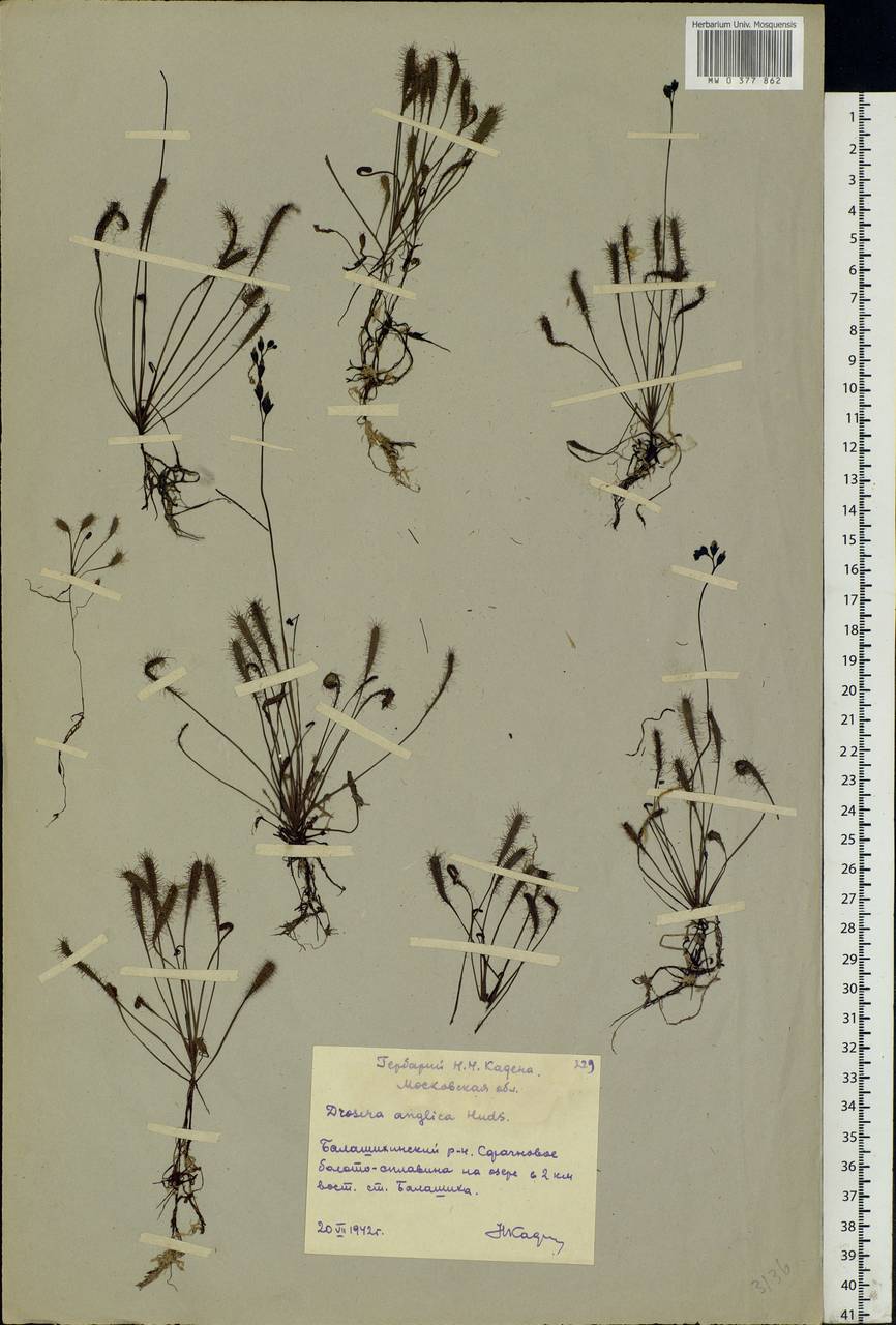 Drosera × anglica Huds., Eastern Europe, Moscow region (E4a) (Russia)