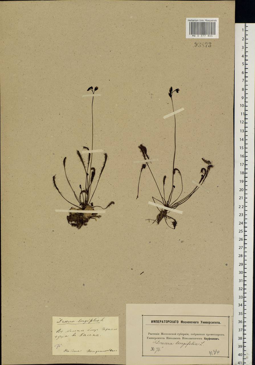 Drosera × anglica Huds., Eastern Europe, Moscow region (E4a) (Russia)