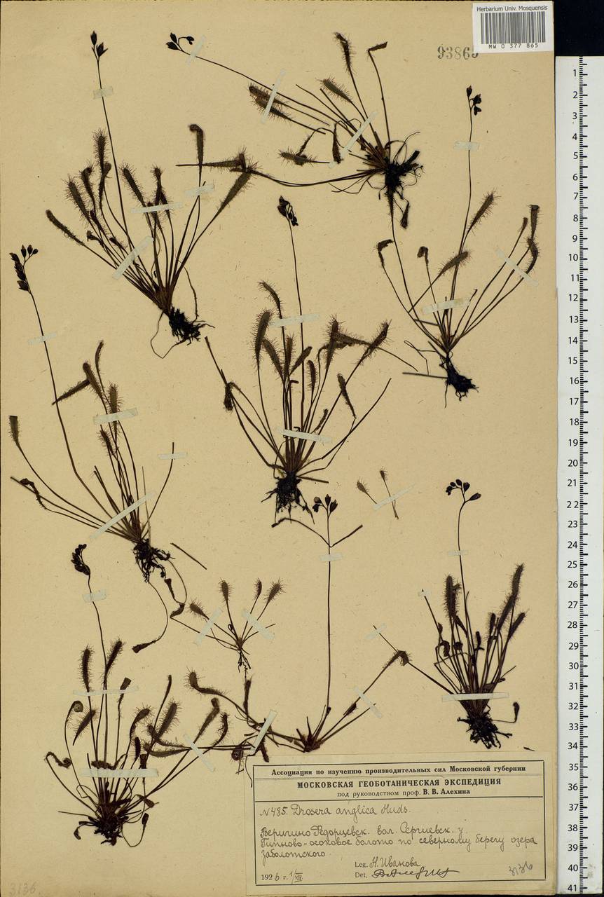 Drosera ×anglica Huds., Eastern Europe, Moscow region (E4a) (Russia)