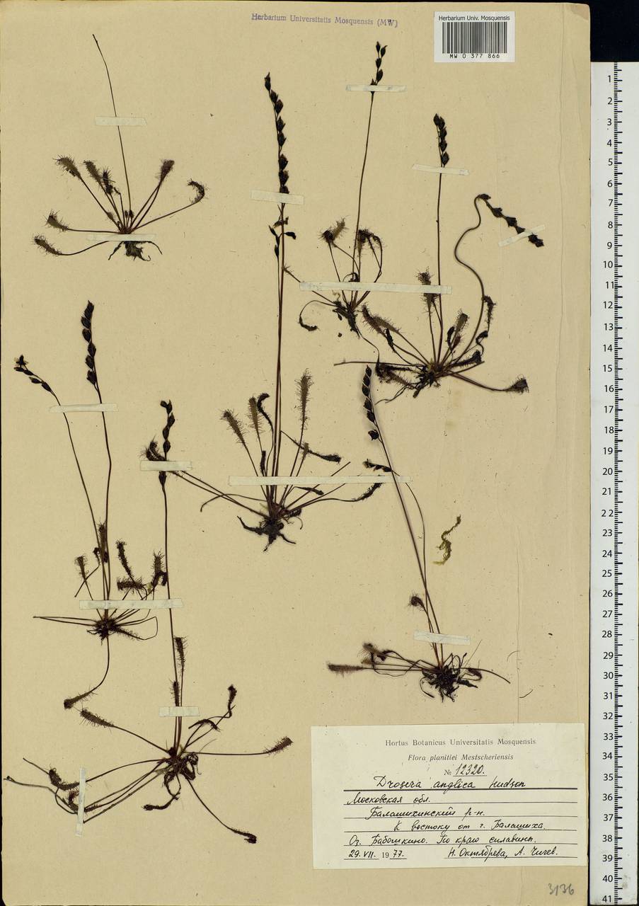 Drosera × anglica Huds., Eastern Europe, Moscow region (E4a) (Russia)