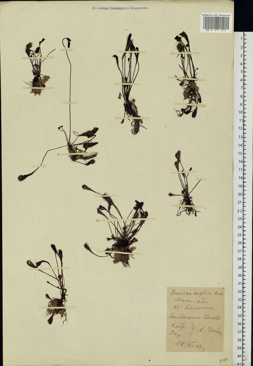 Drosera ×anglica Huds., Eastern Europe, Moscow region (E4a) (Russia)