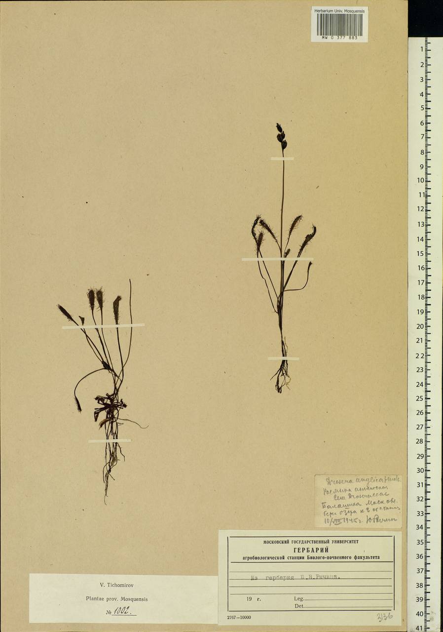 Drosera × anglica Huds., Eastern Europe, Moscow region (E4a) (Russia)