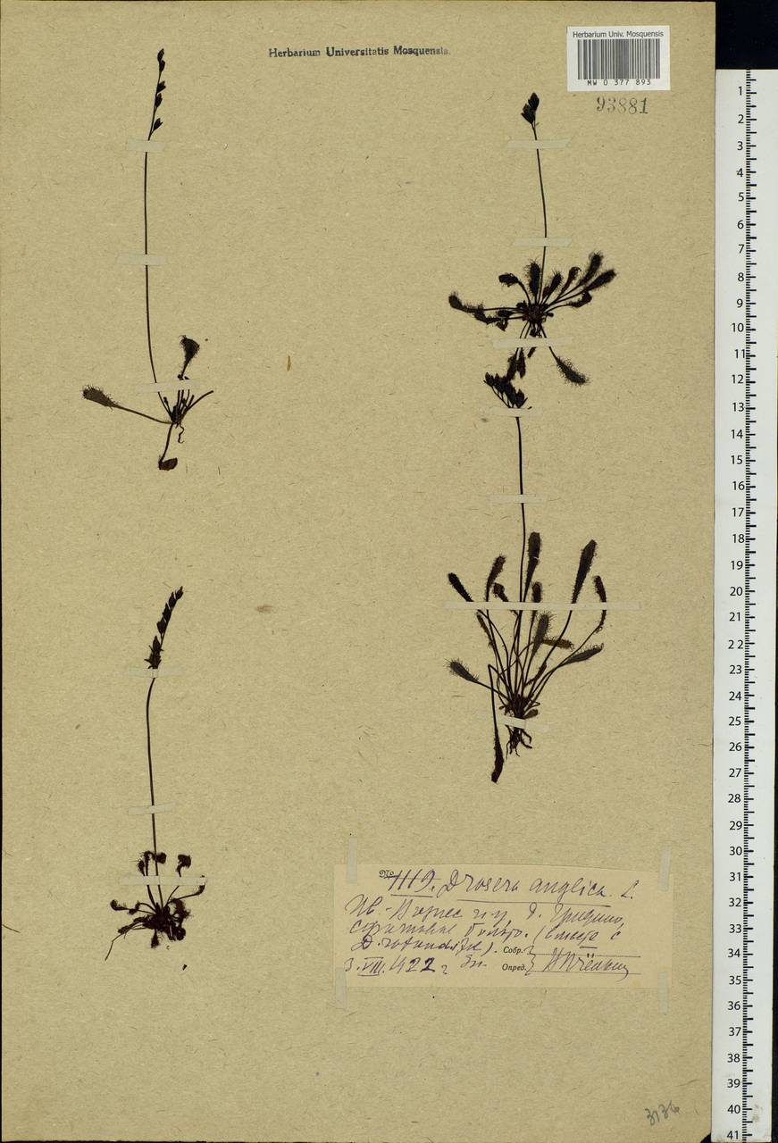 Drosera × anglica Huds., Eastern Europe, Central forest region (E5) (Russia)