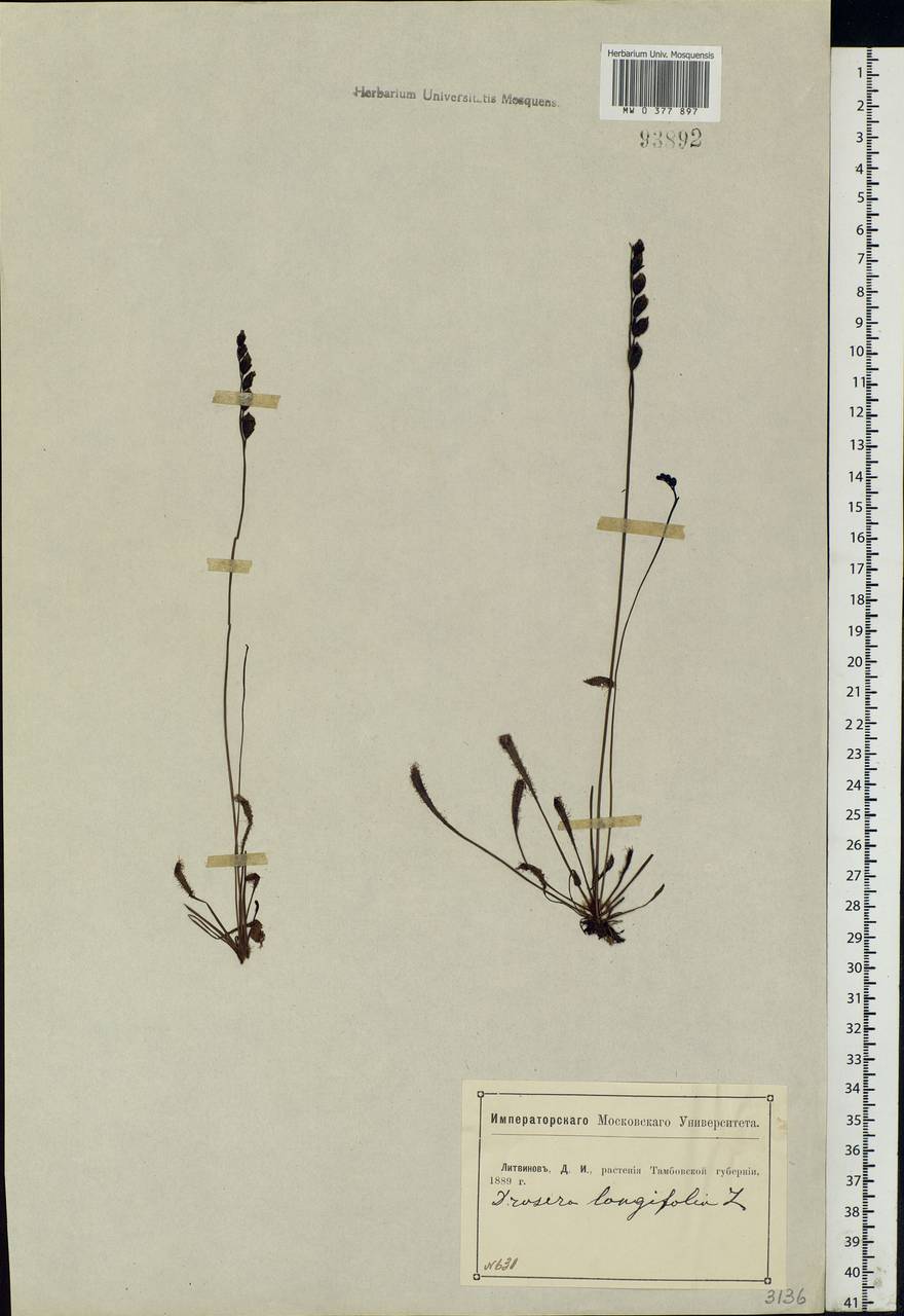 Drosera × anglica Huds., Eastern Europe, Central forest-and-steppe region (E6) (Russia)