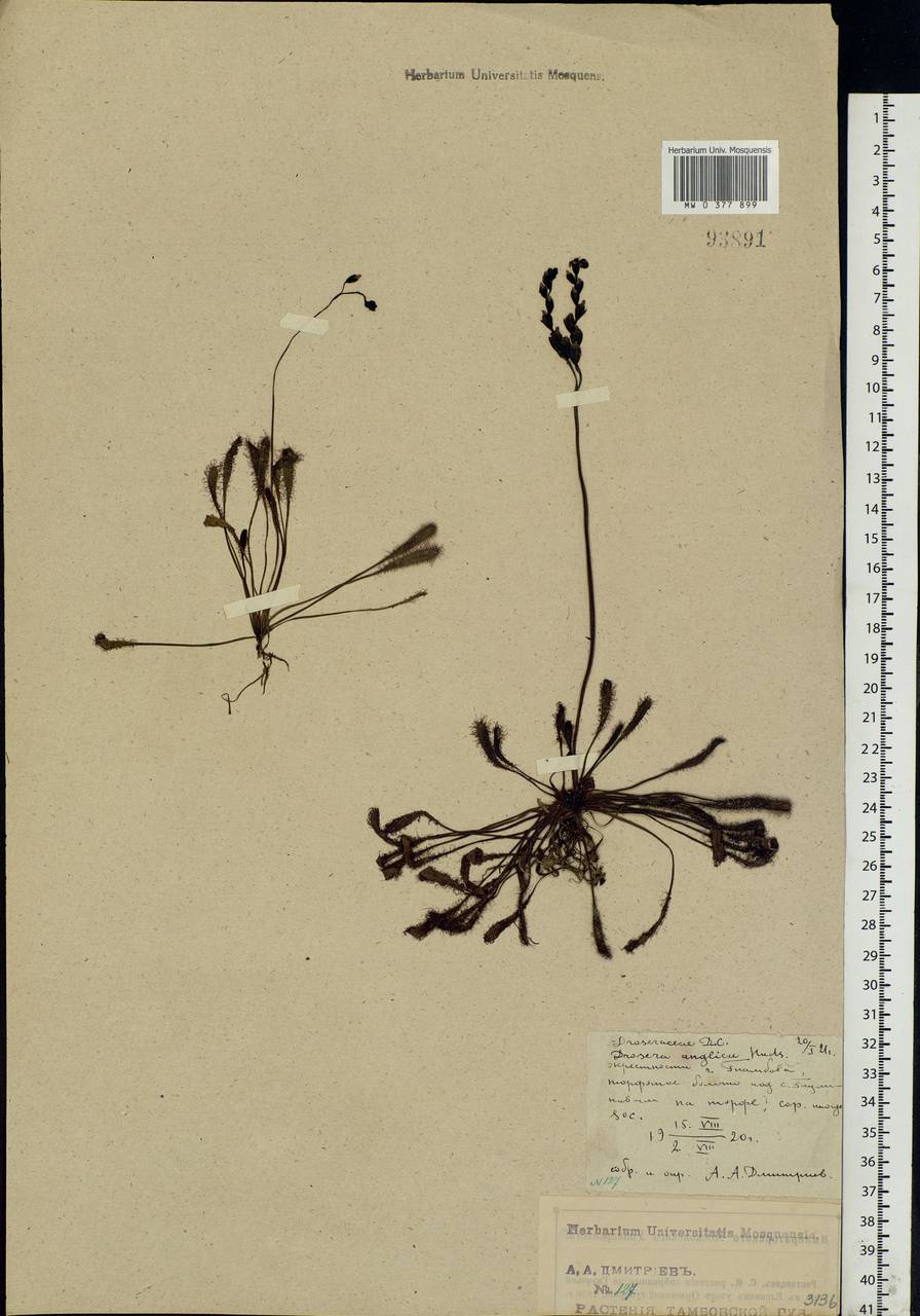 Drosera × anglica Huds., Eastern Europe, Central forest-and-steppe region (E6) (Russia)